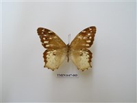 藏品(白斑蔭眼蝶)的圖片